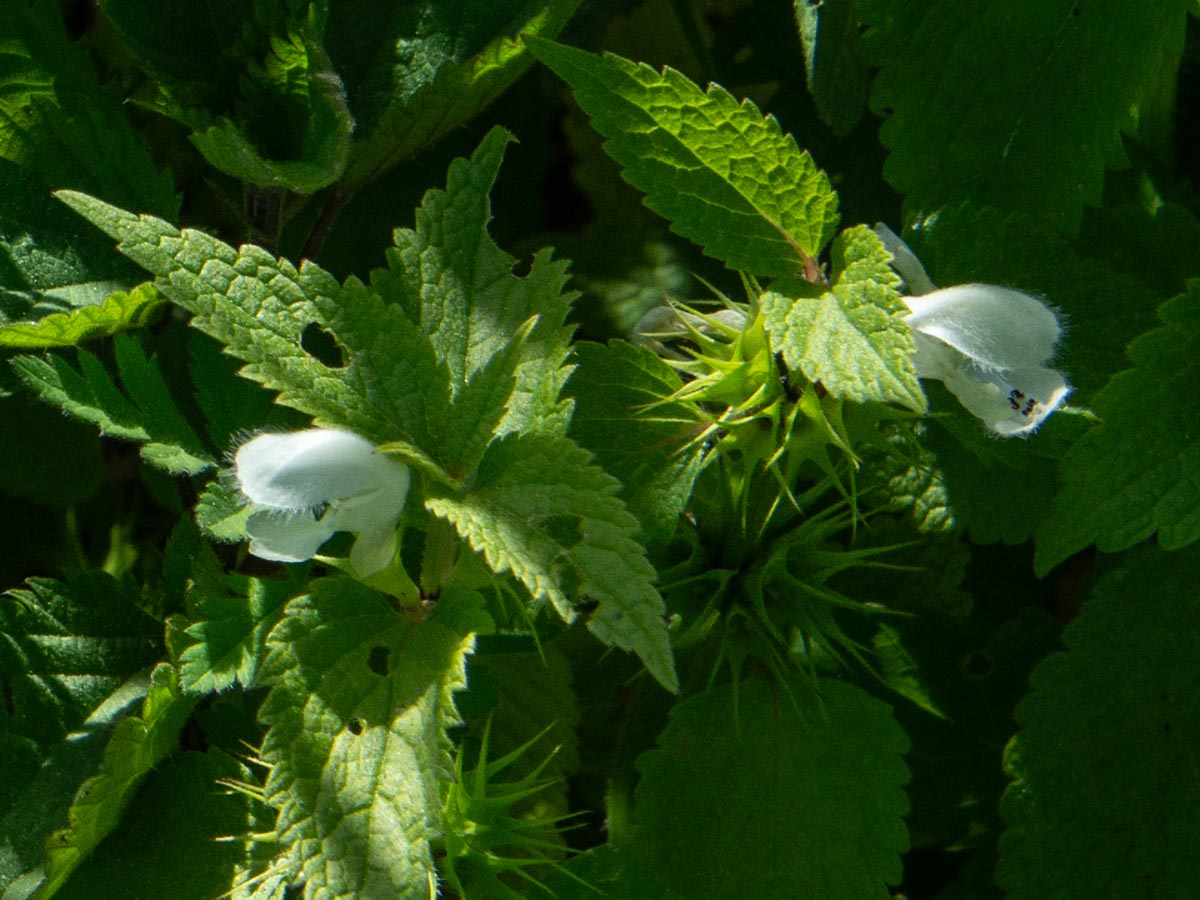 Blüten
